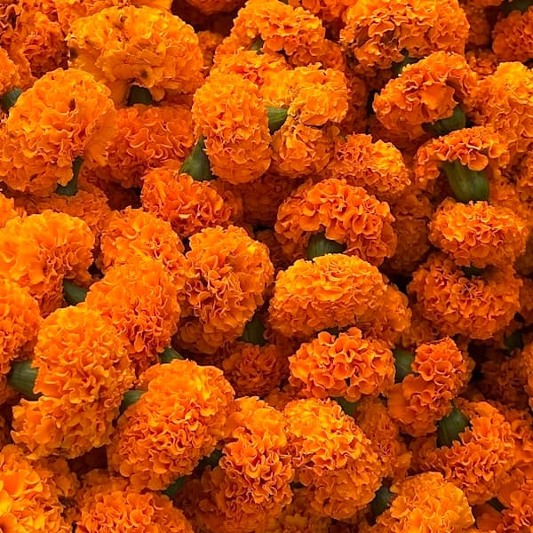 Marigold Garland