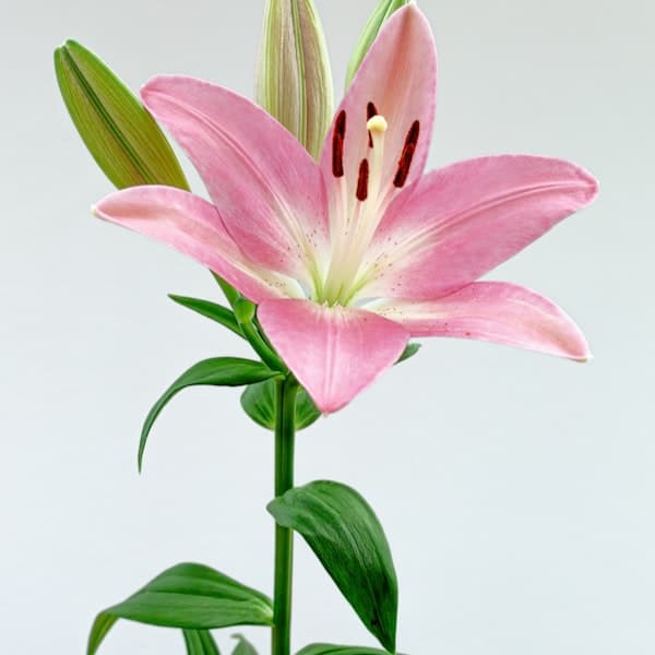 Pink Lily Bouquet