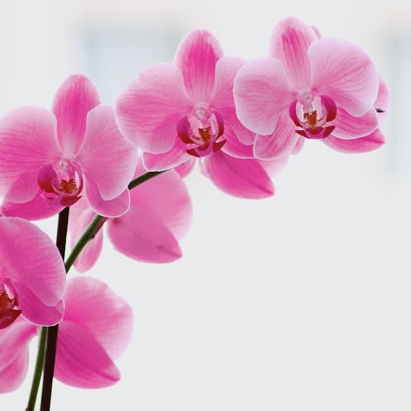 Pink Orchid Plant