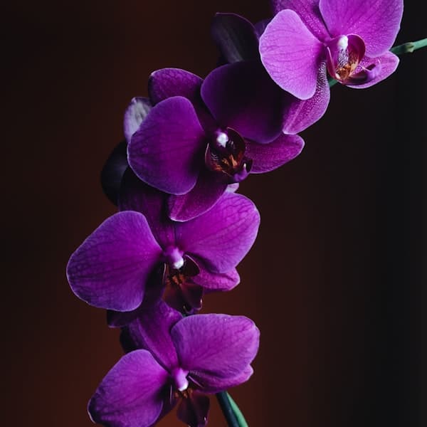 Purple Orchid Stems