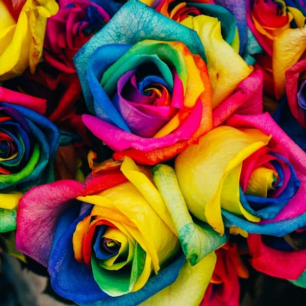 Rainbow Rose Bouquet