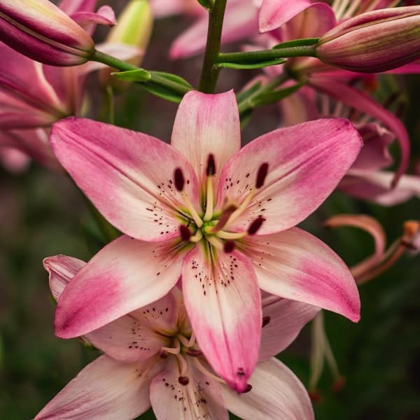 Stargazer Lily Bunch
