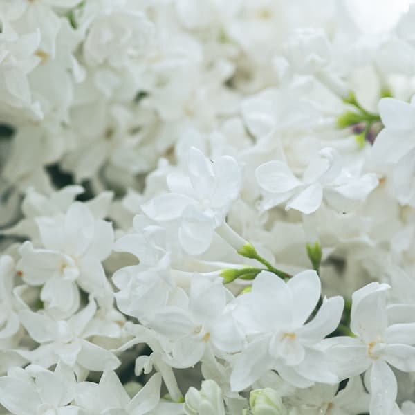 Tuberose Garland