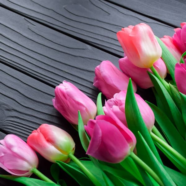 Tulip Bunch