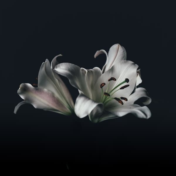 White Lily Bouquet