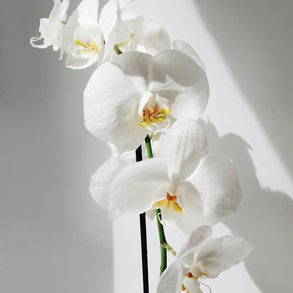 White Orchid Stems