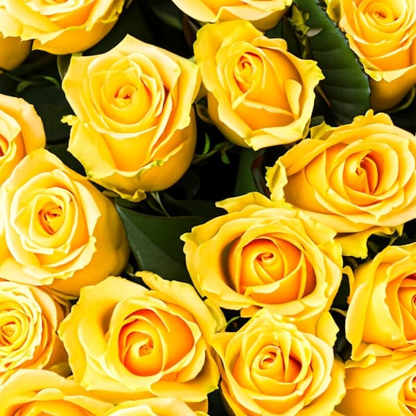 Yellow Roses Bunch